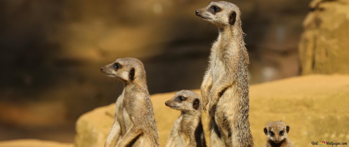 Животные пустыни сурикаты