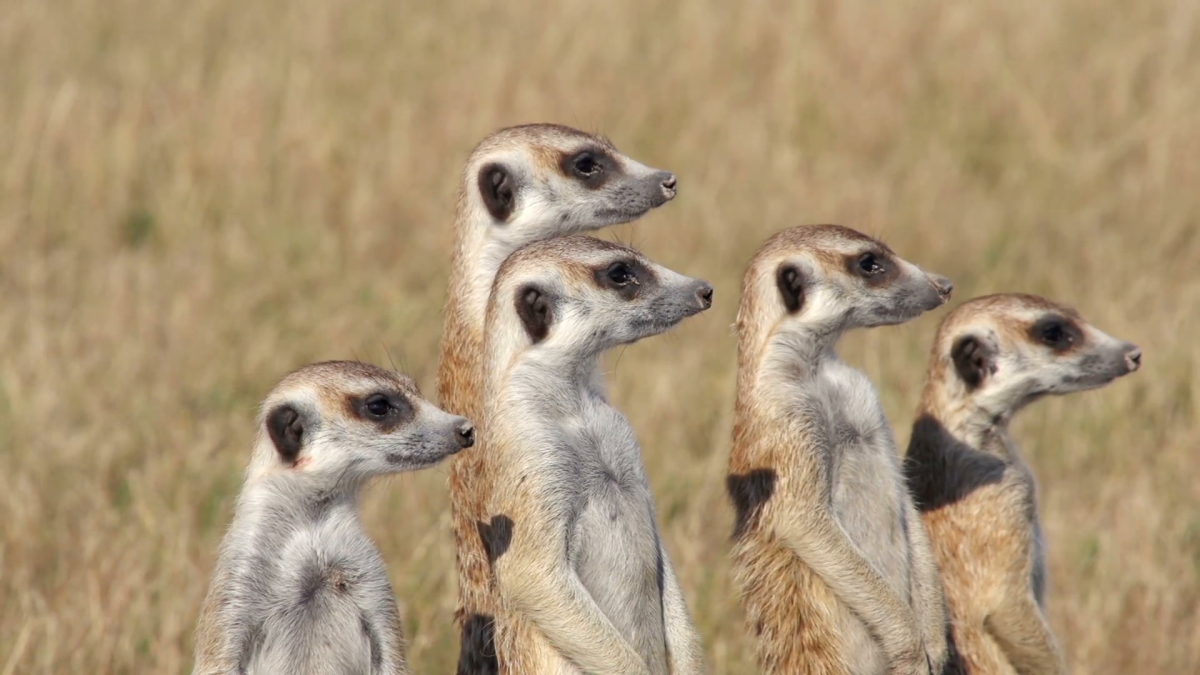 Мордочка суриката