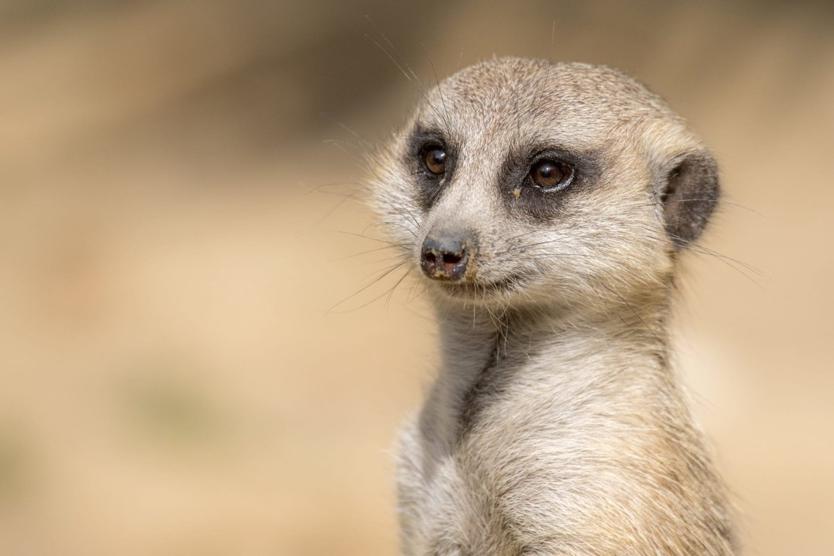 Сурикат Король