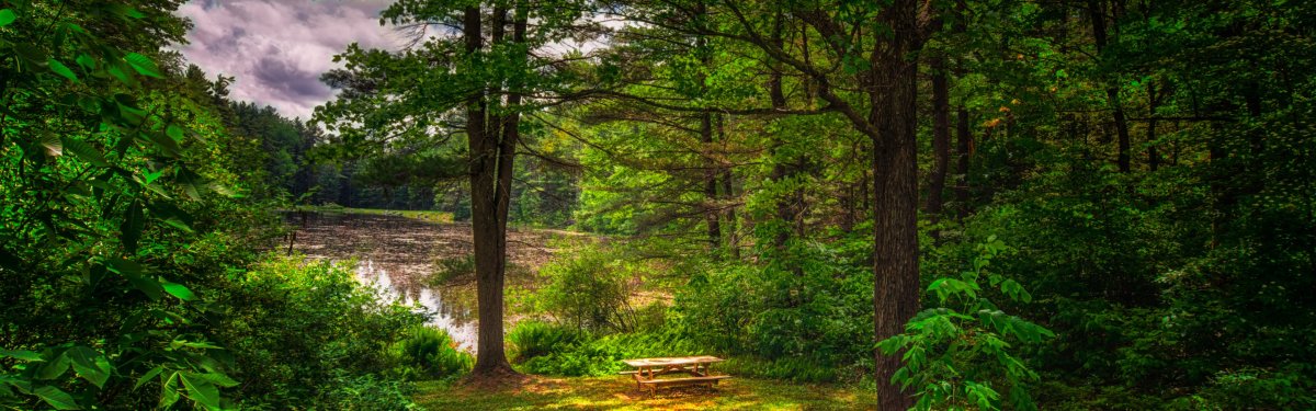 Красивые леса