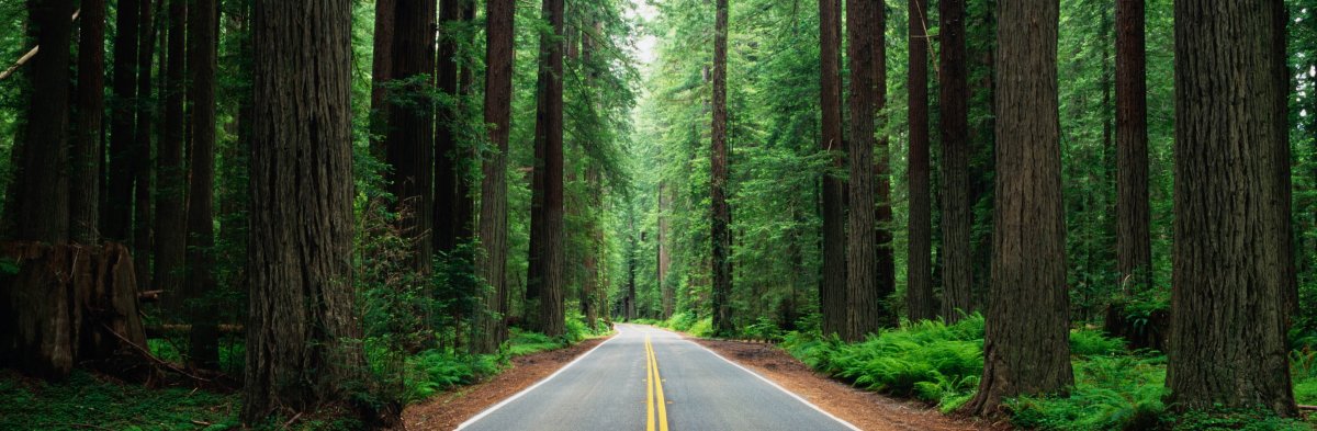 Панорама леса