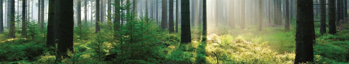 Баннер с лесом