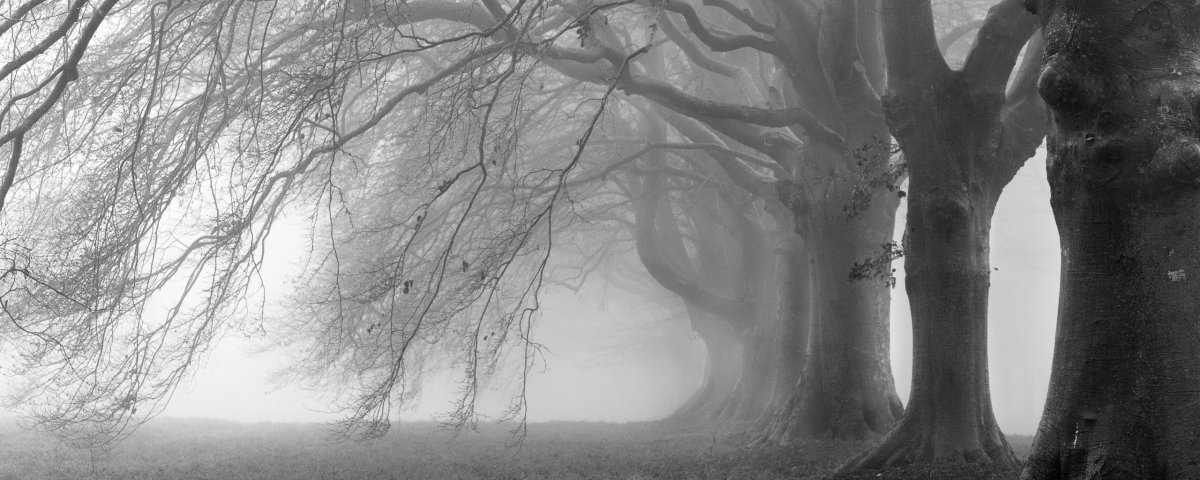 Фреска ветви в тумане