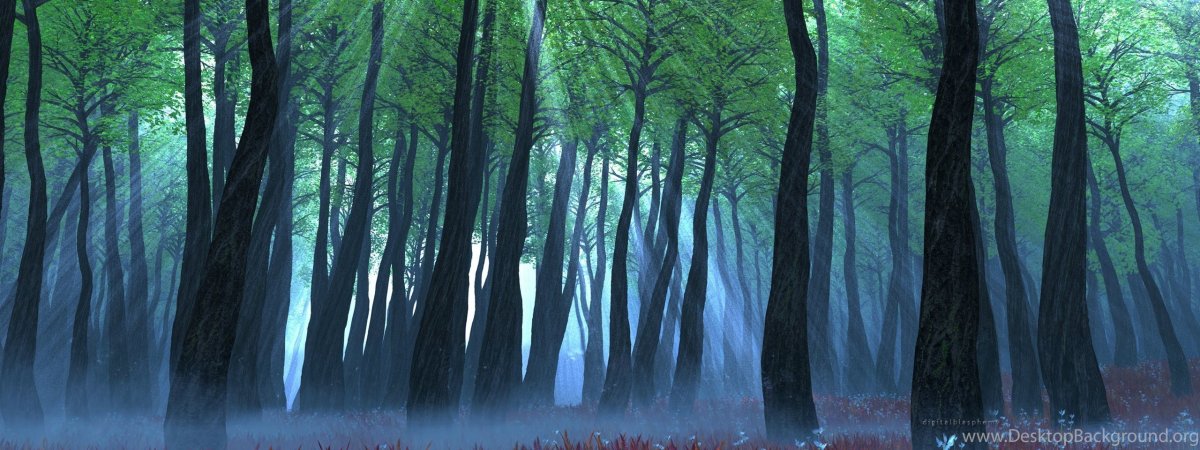 Темный лес панорама