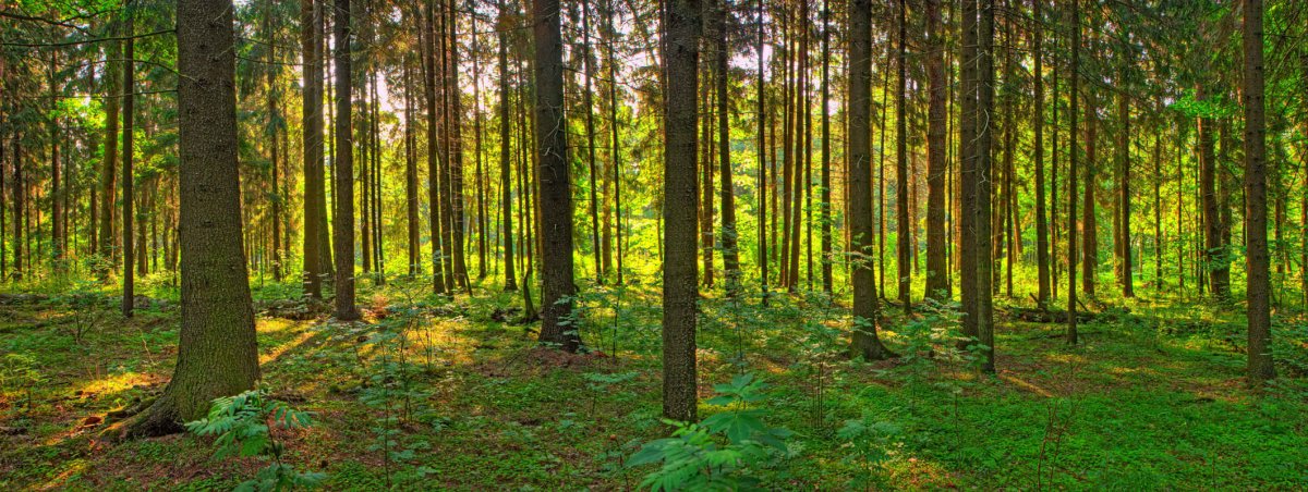 Лес панорама