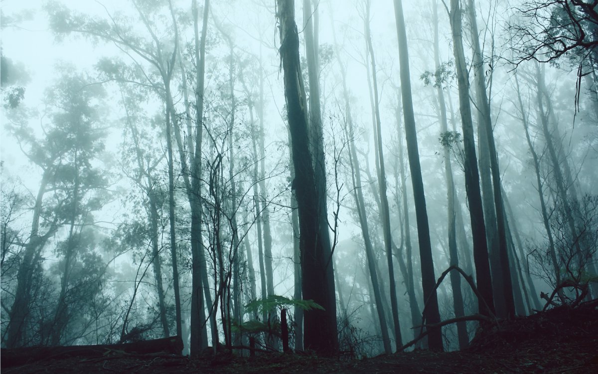 Грустный лес