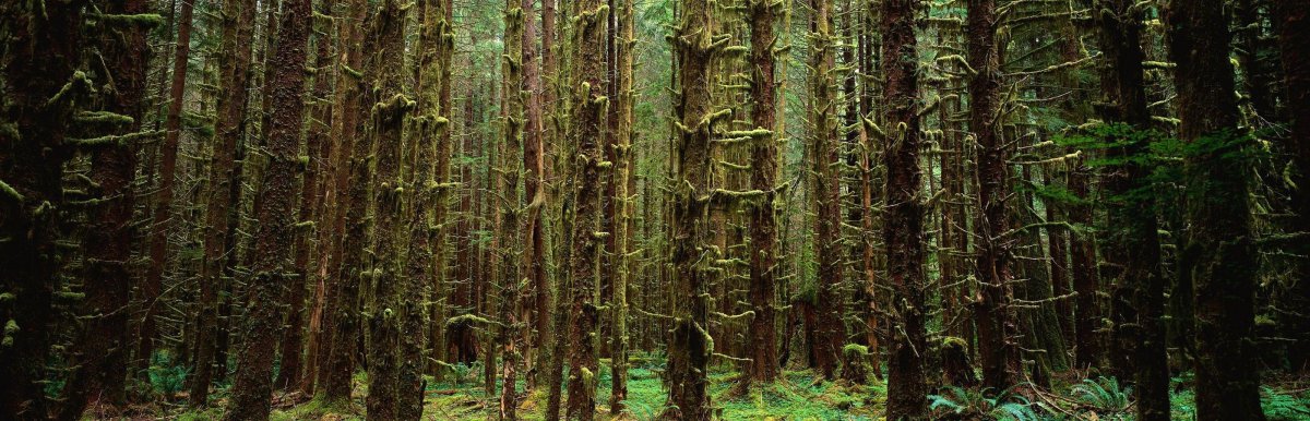 Панорама леса
