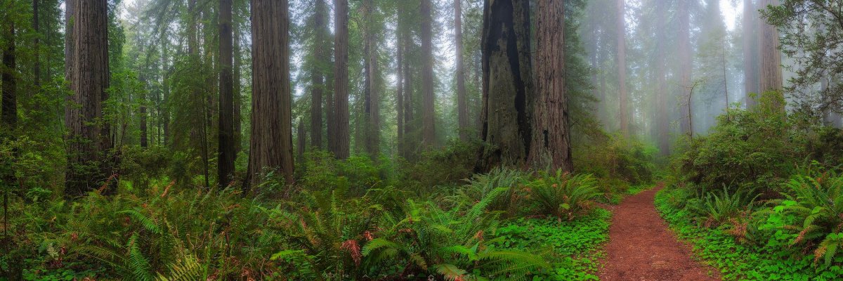 Лесные тропы панорама