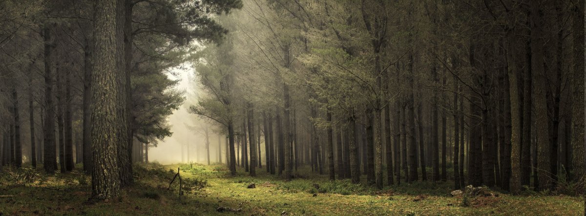 Лес в тумане панорама