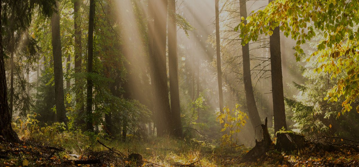 Фон леса длинный