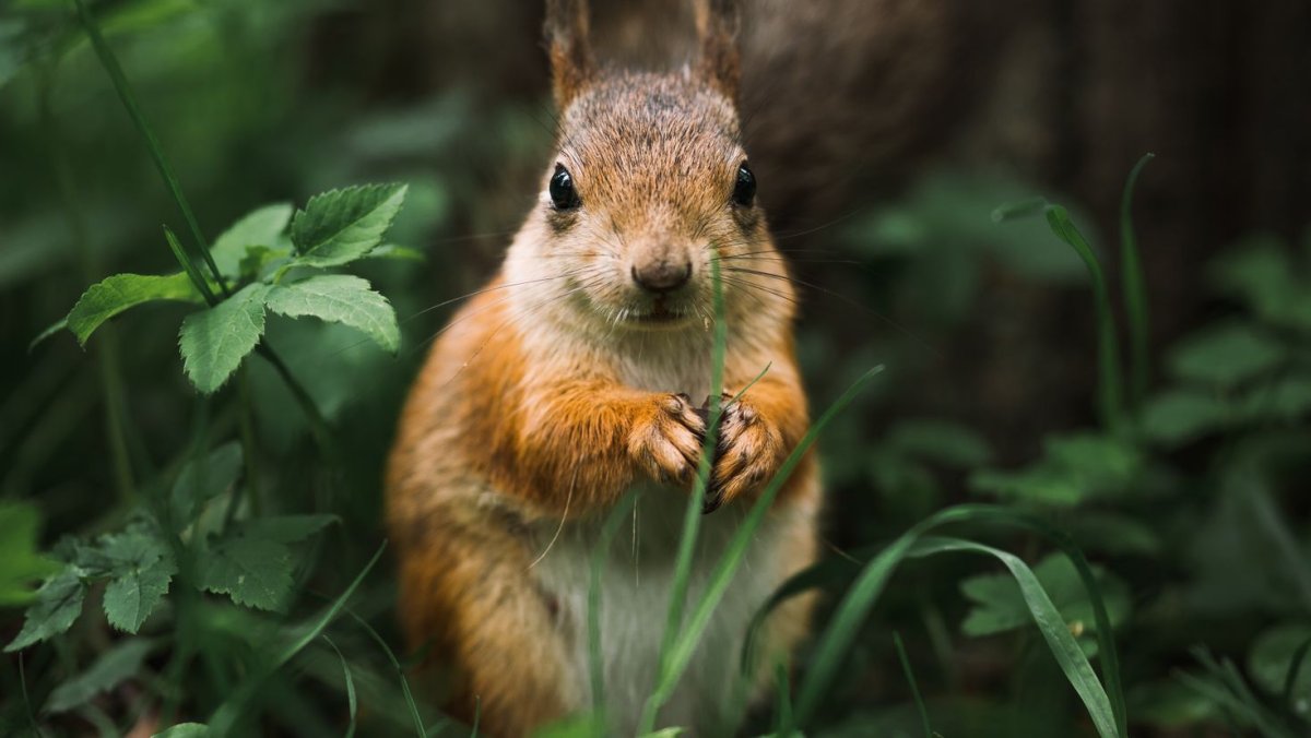 Обои на рабочий стол белка