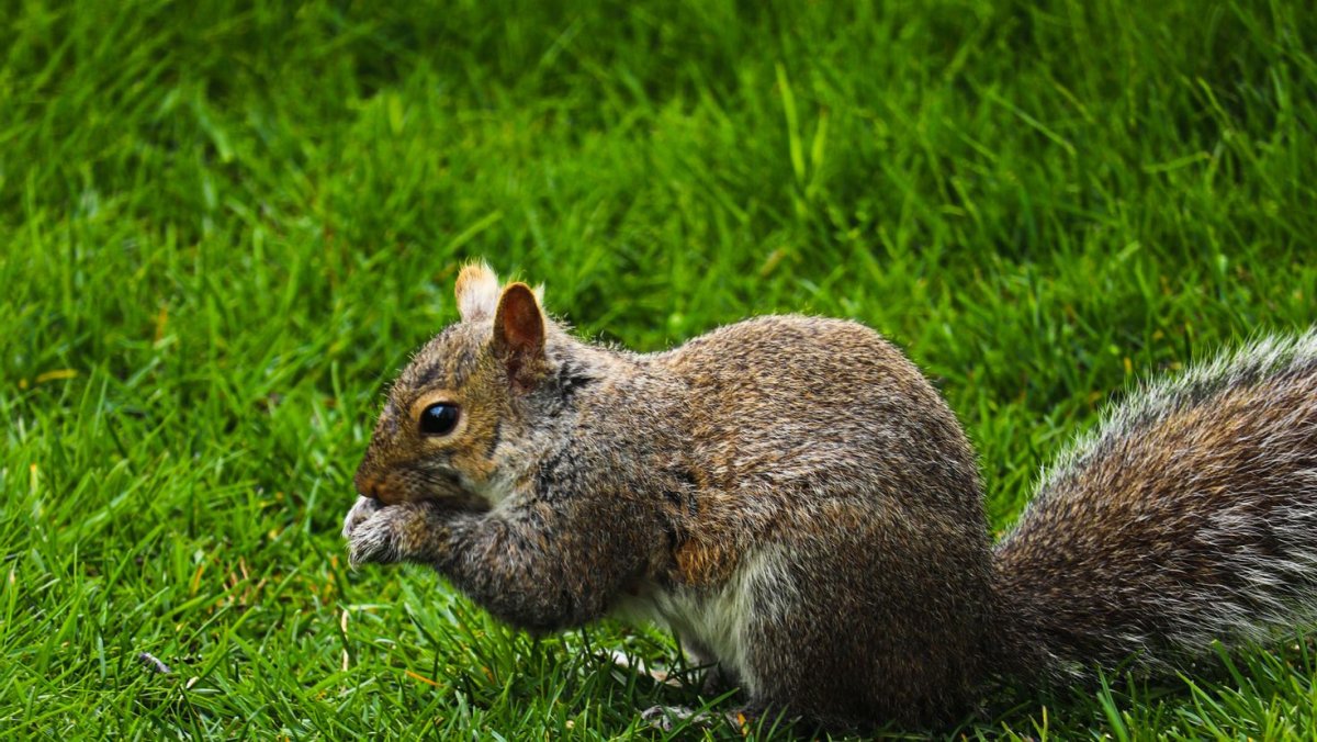 Две белочки