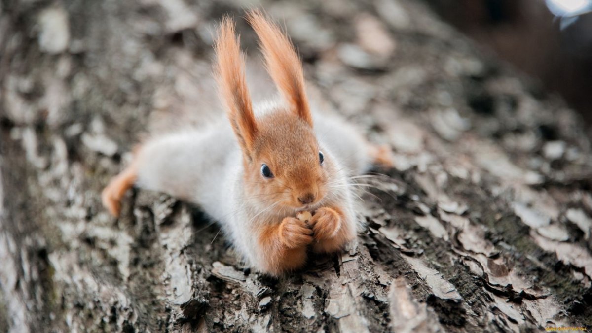 Обои на рабочий стол животные