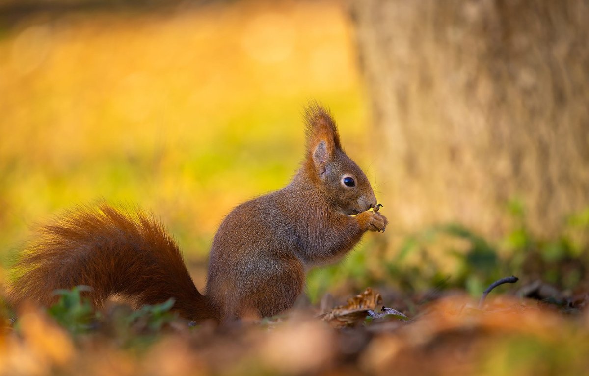 Рыжая белка сидит