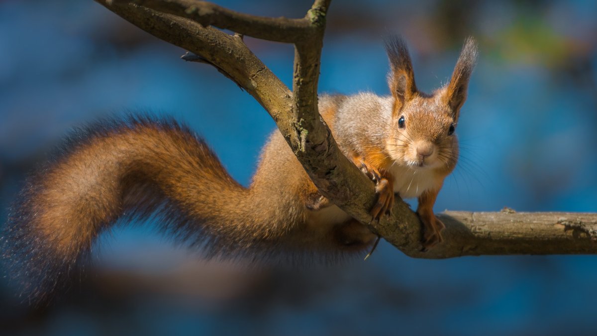 Картинки на рабочий стол белки