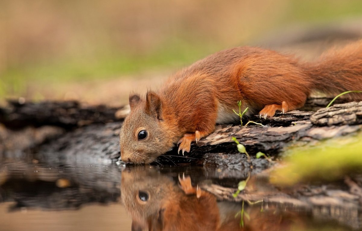 Белочка на сосне