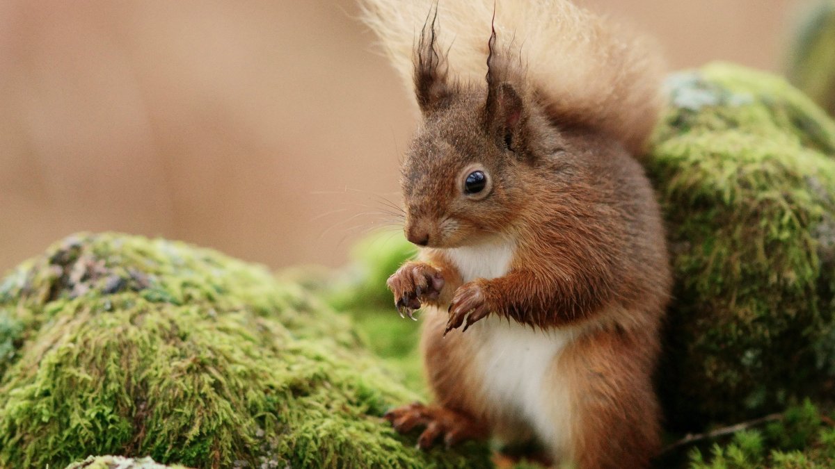 Белка с бельчатами