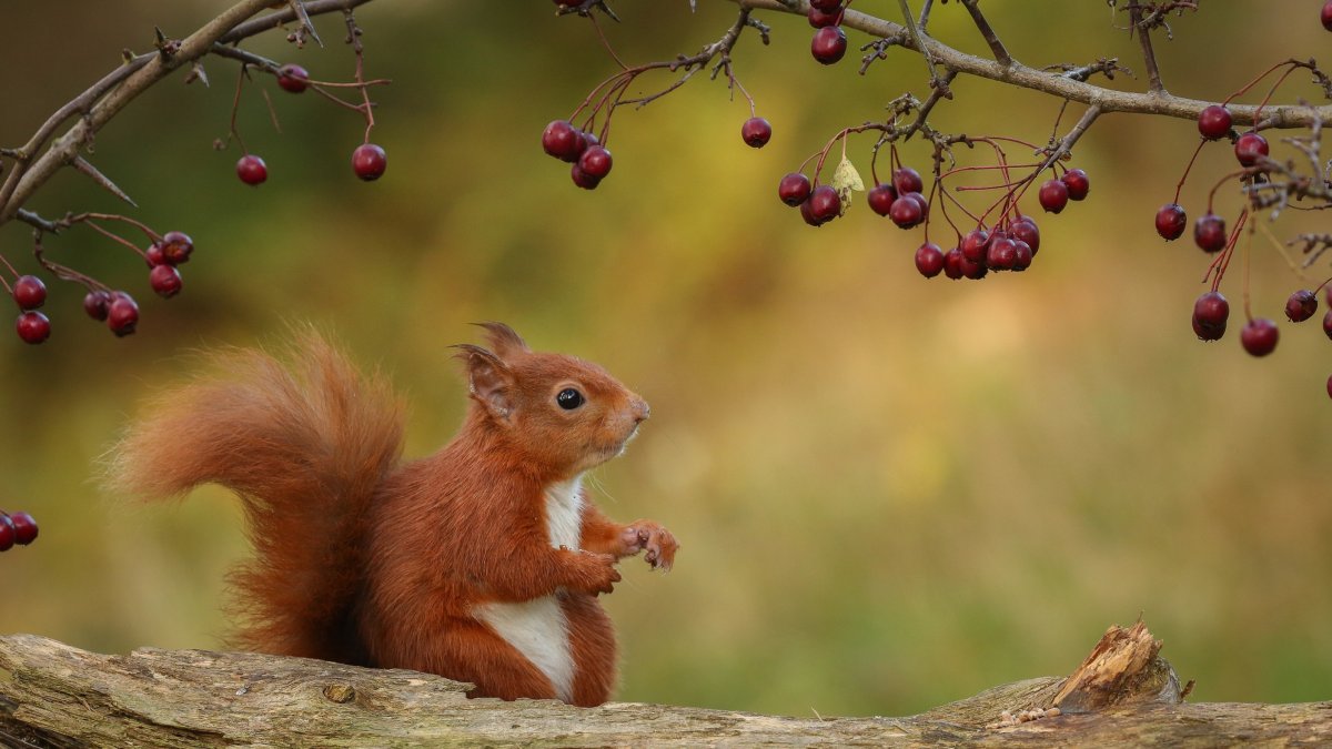 Белка арт 1920 1080