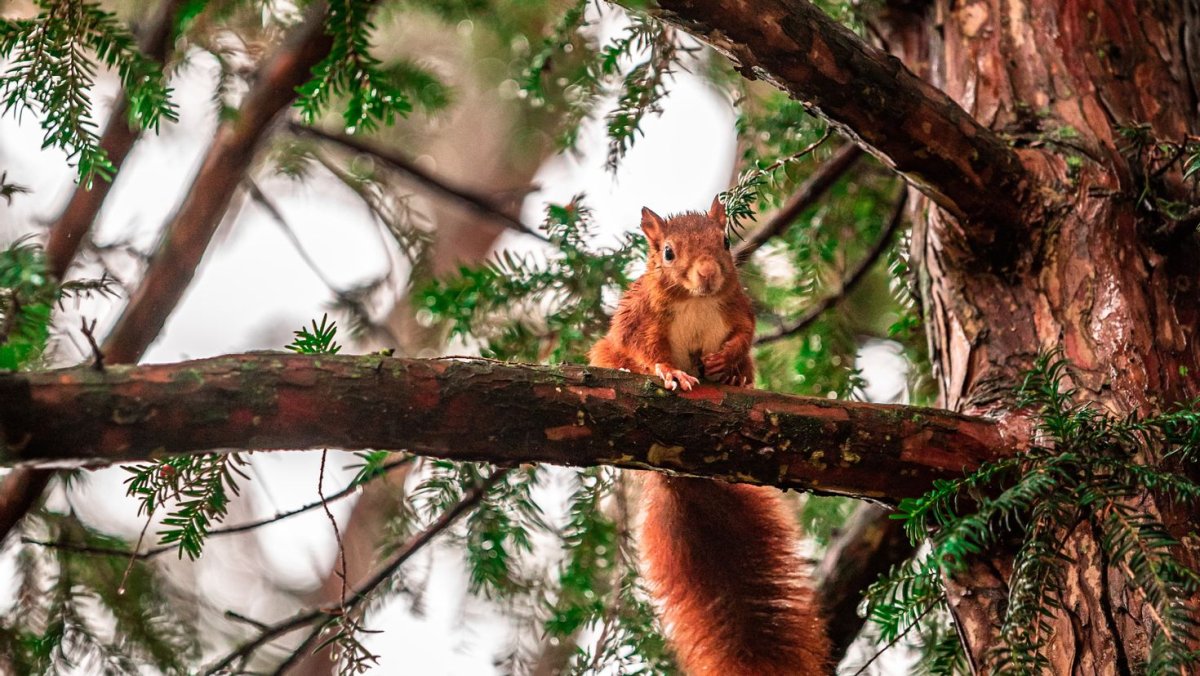Осень животные