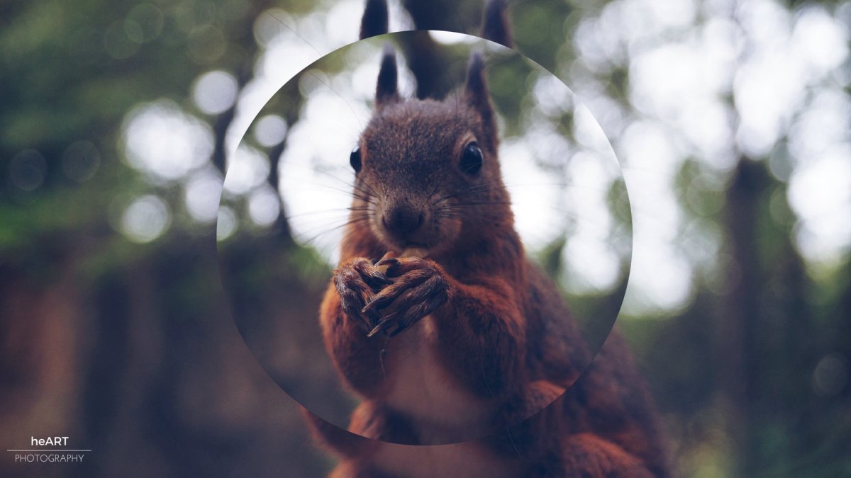 Животные осенью