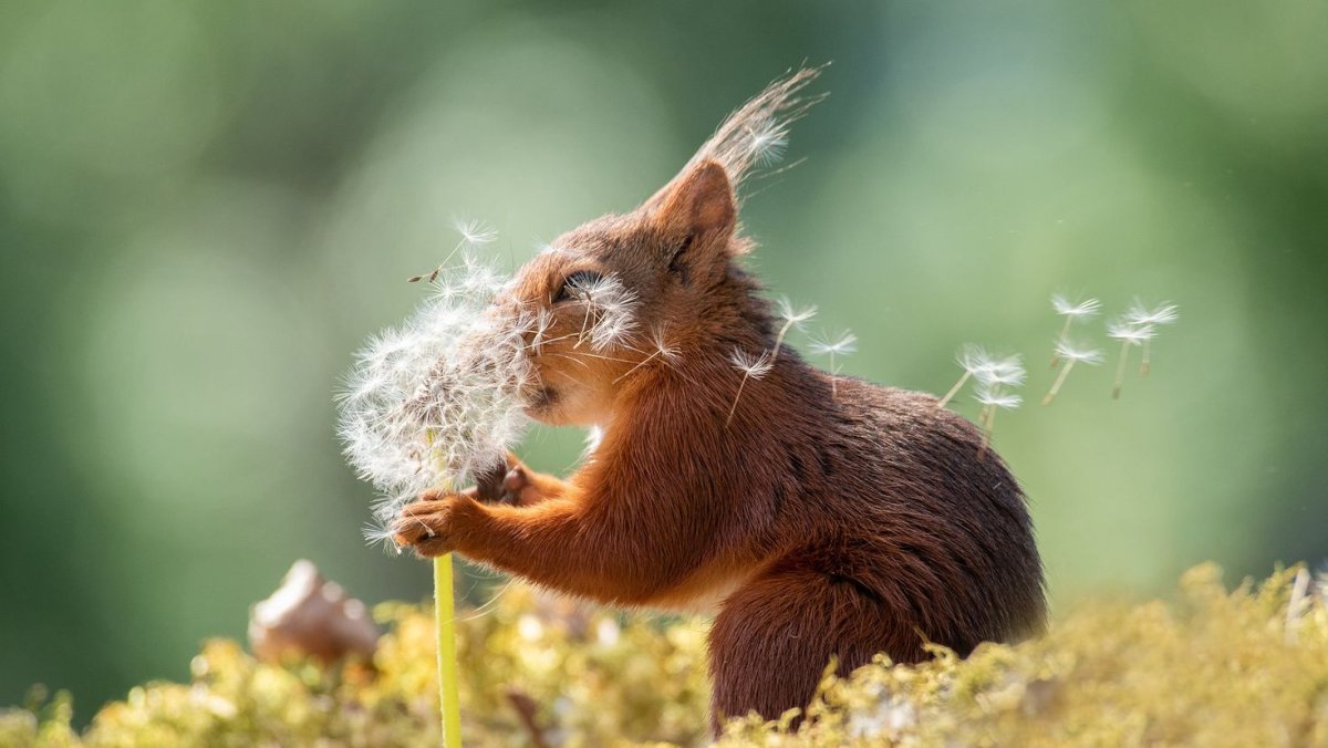 Сказочная Белочка