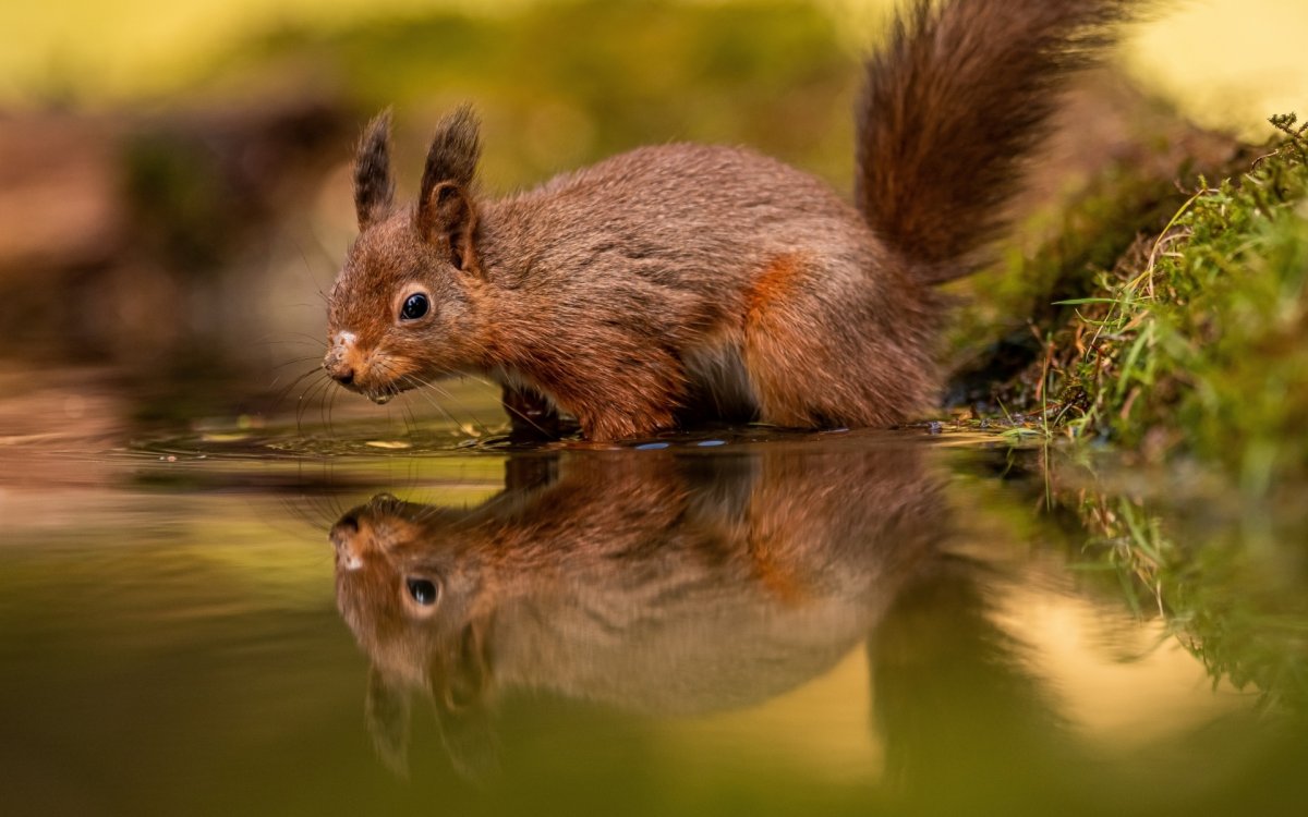 Белка Скрэт орех