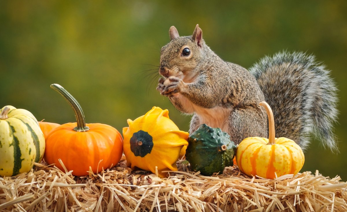 Белка на рабочий стол