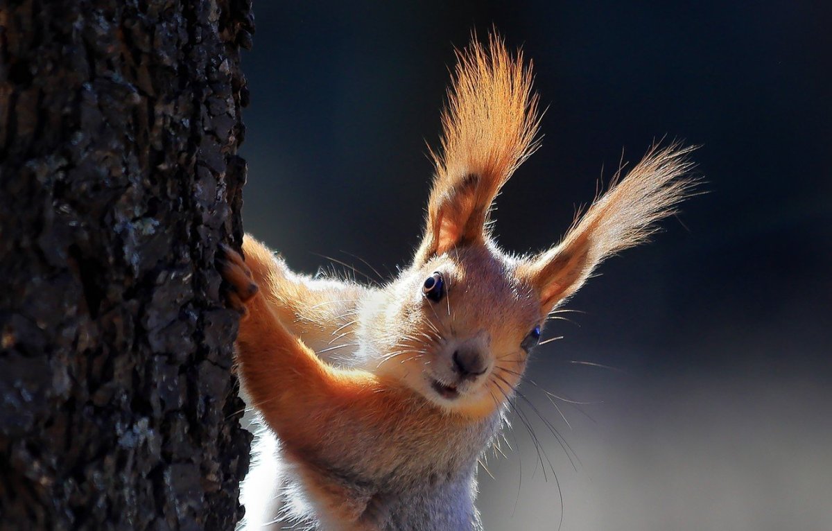 Милая белка