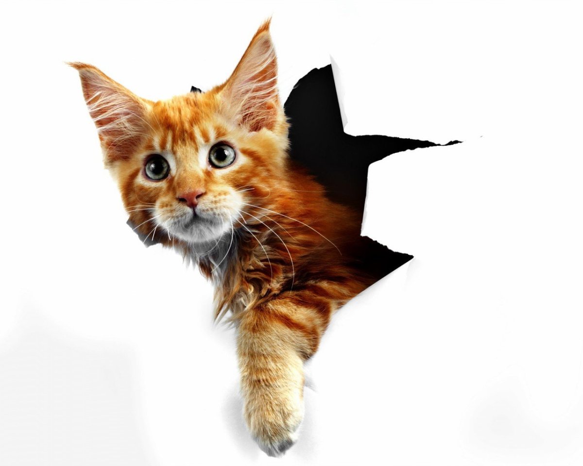 Веселый кот на белом фоне