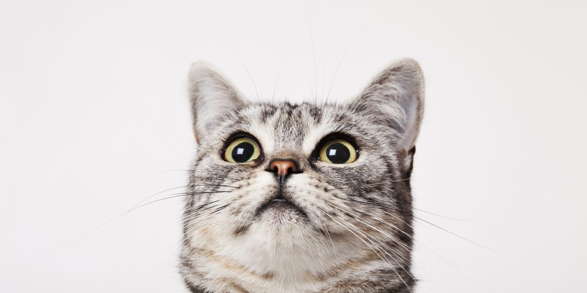 Коты удивление