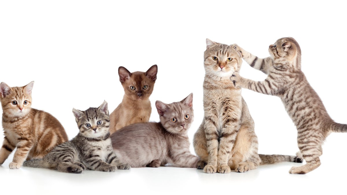 Кошка на белом фоне