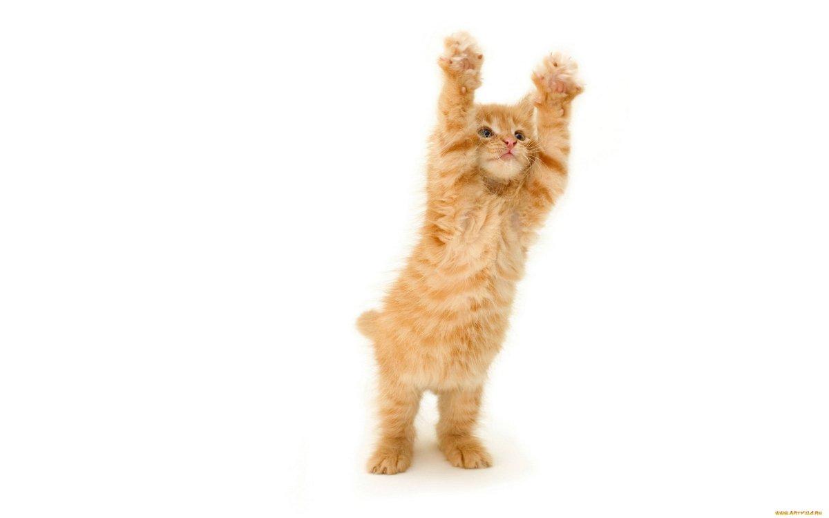 Рыжий котик на белом фоне