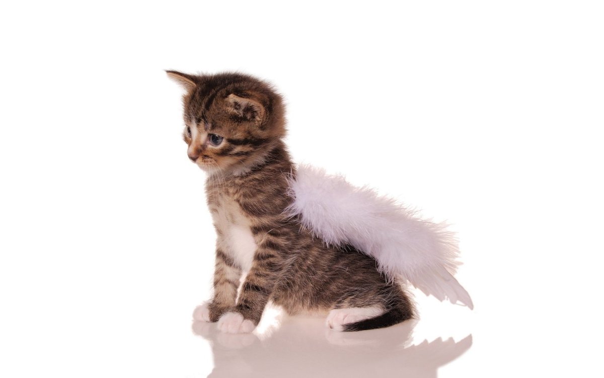 Котенок с крылышками