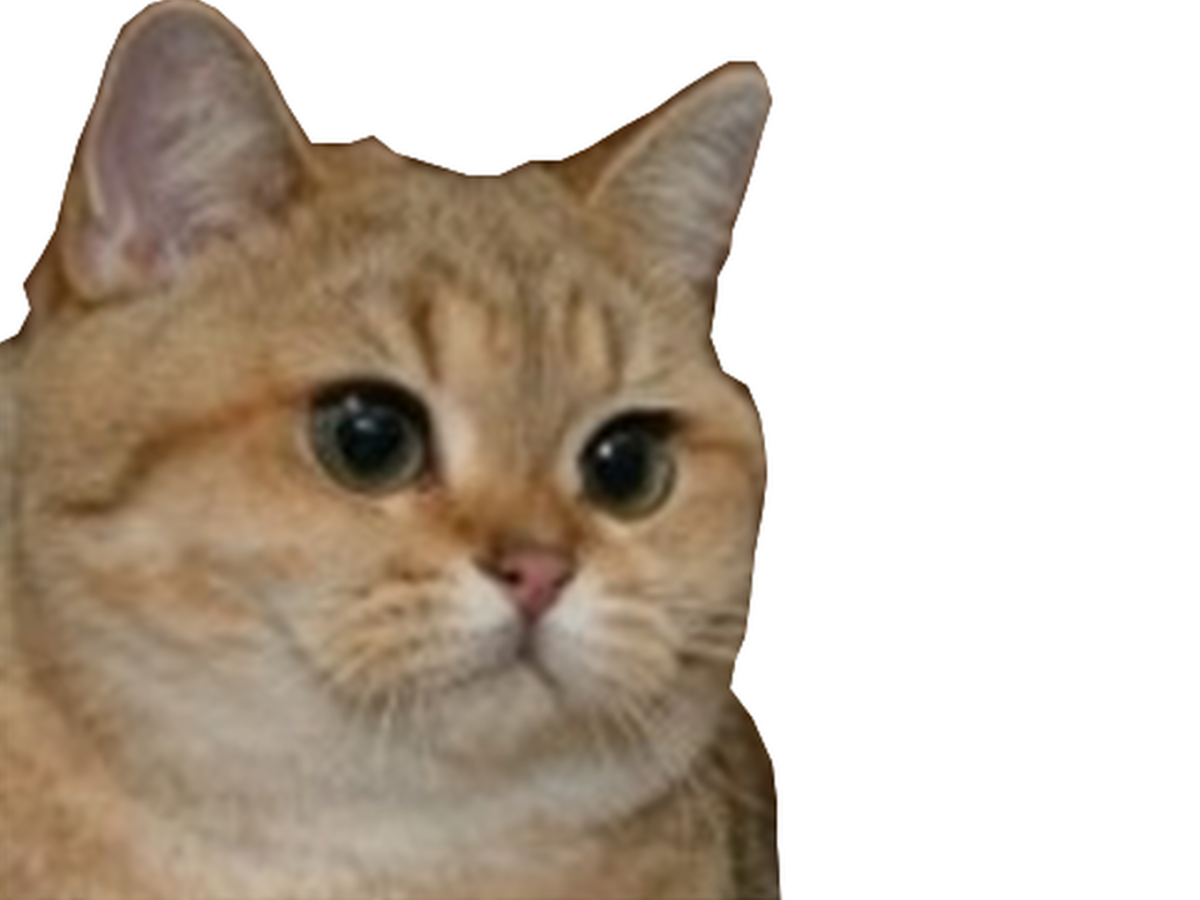 Смешные коты без фона