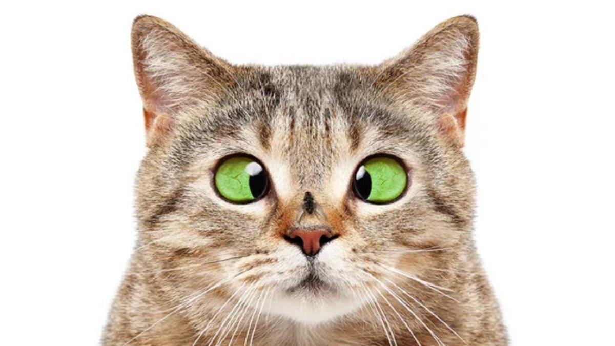 Кошачья морда на белом фоне