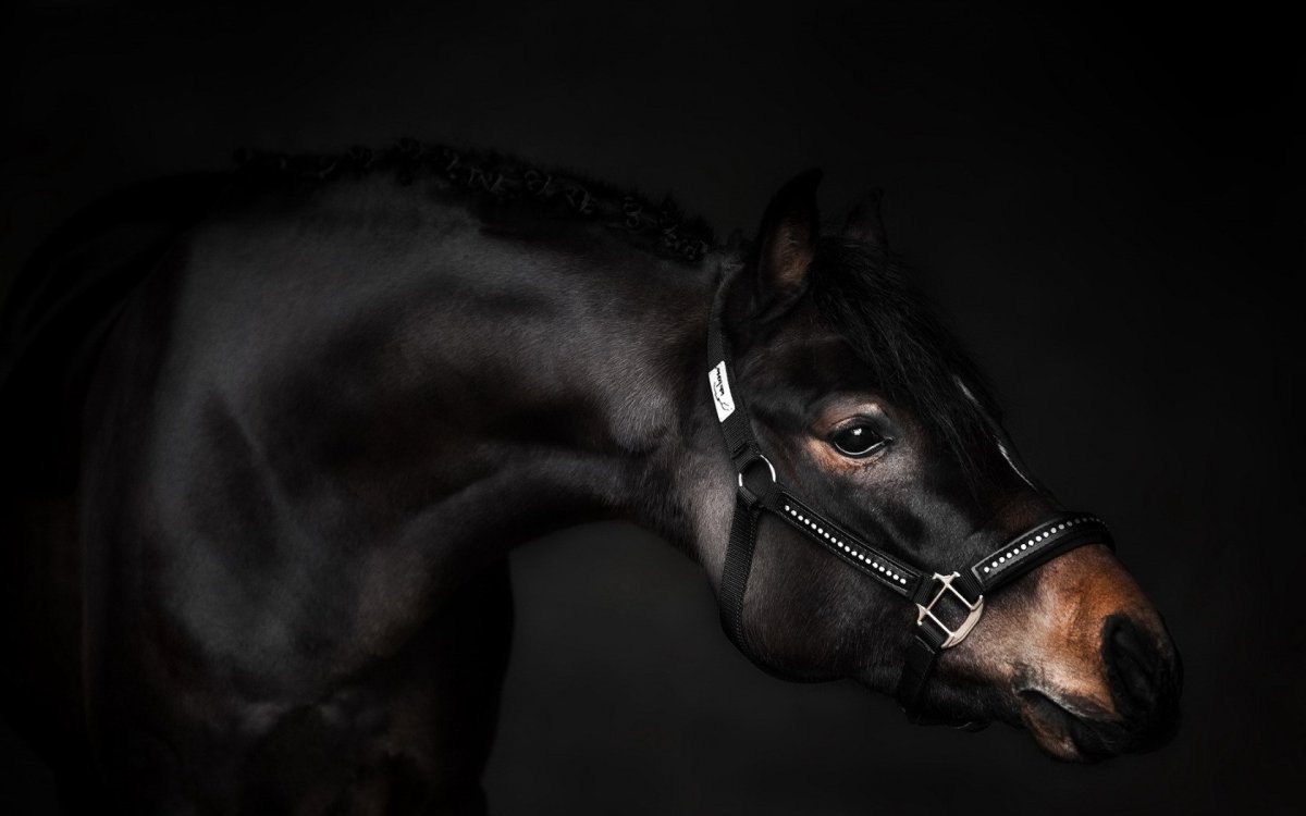 Лошадь на черном фоне