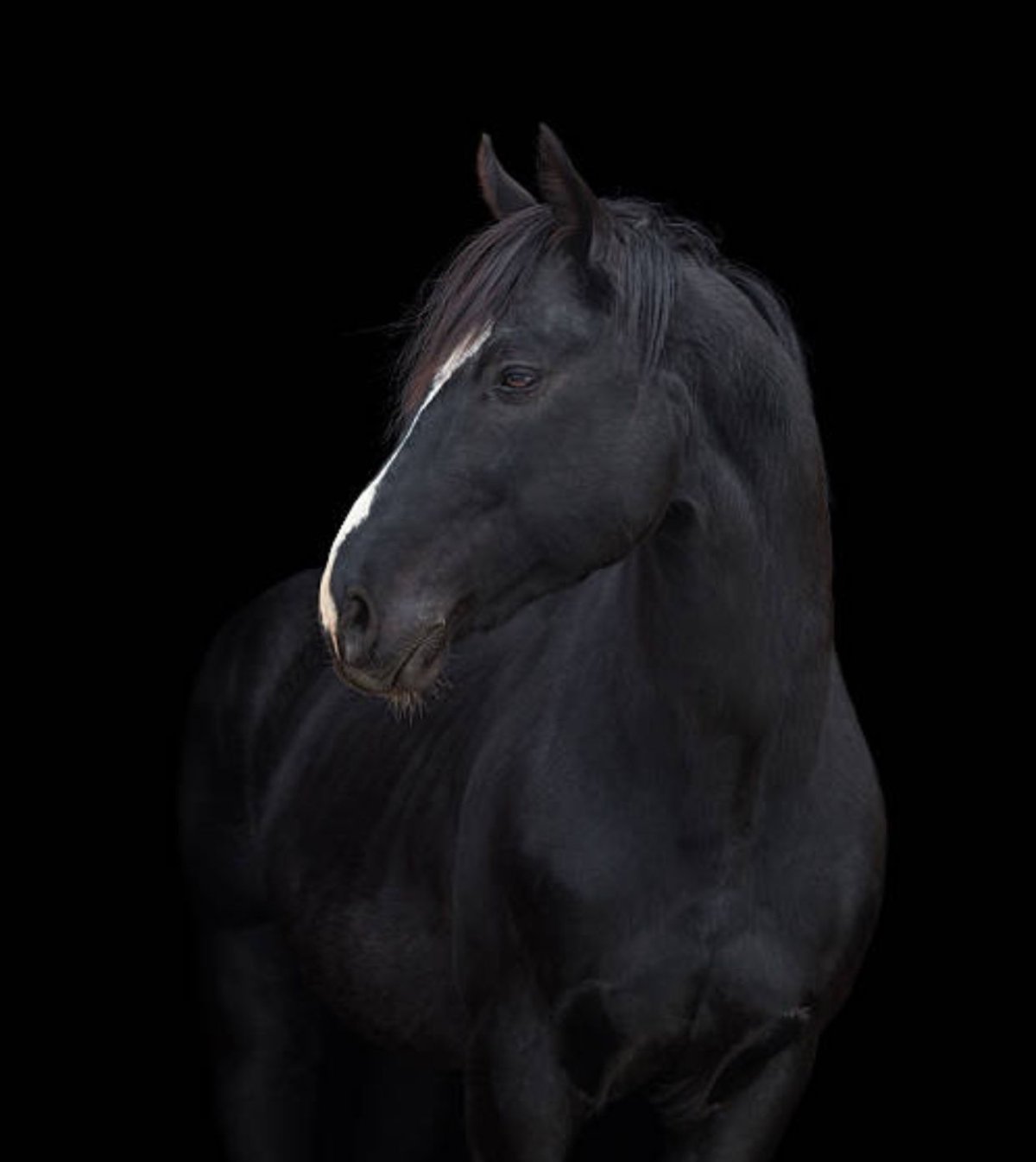 Лошадь на черном фоне