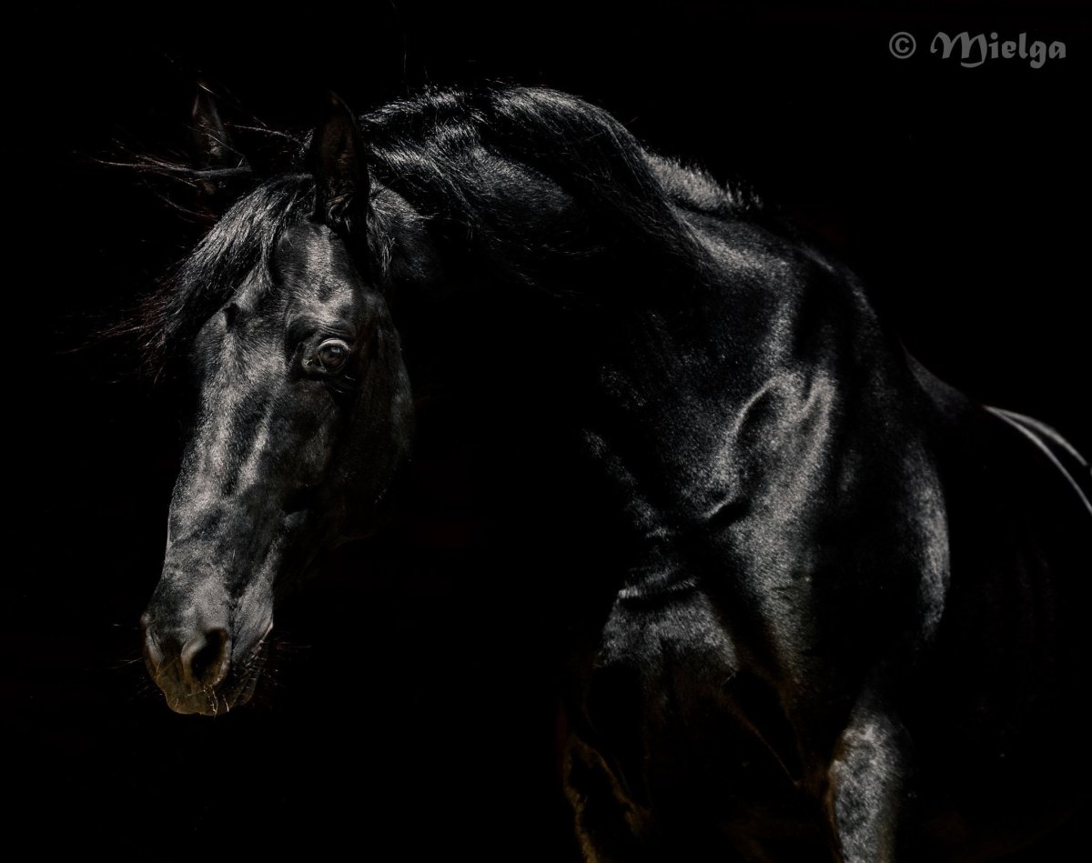 Лошадь черный