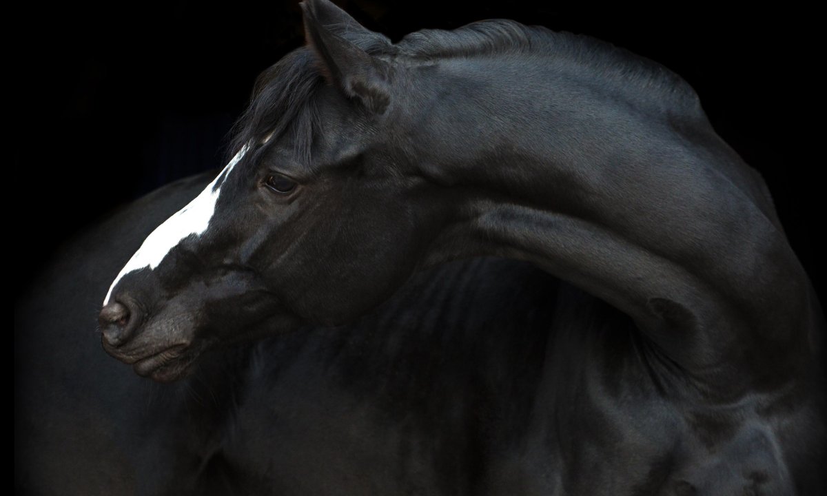 Черный черный конь