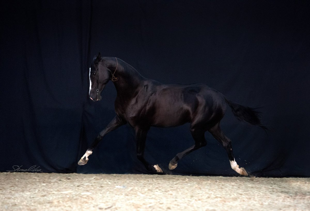 Лошадь на черном фоне