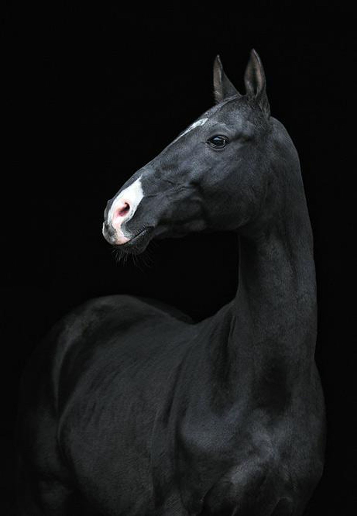 Черный боевой конь