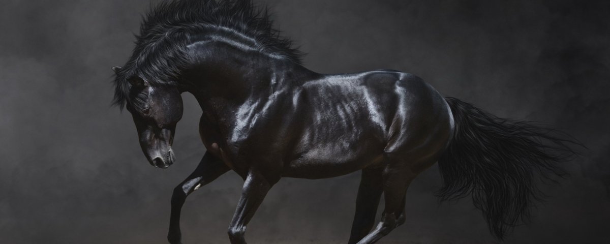 Лошадь на темном фоне