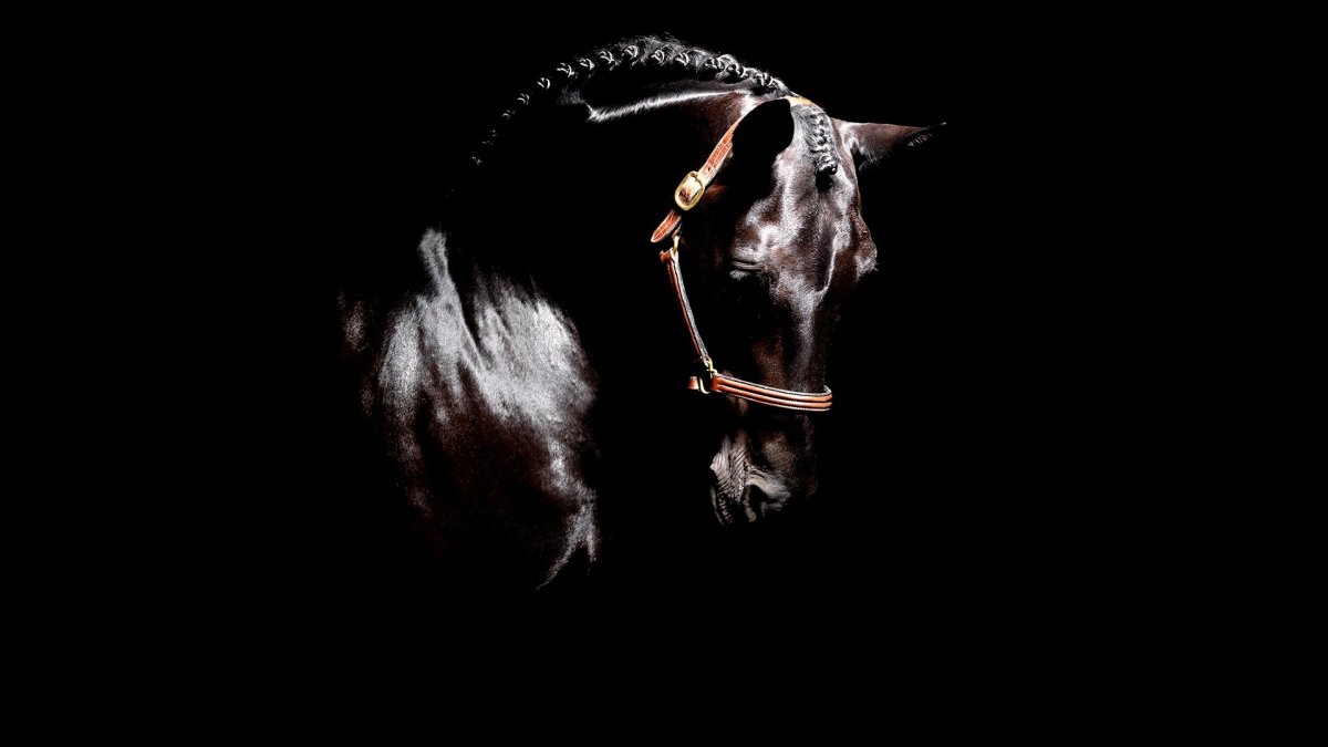 Черный конь морда