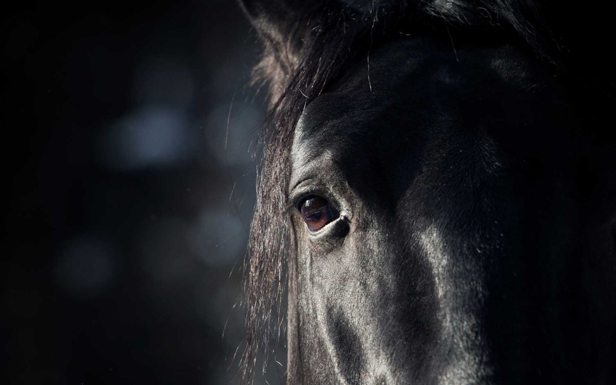Лошадь на черном фоне