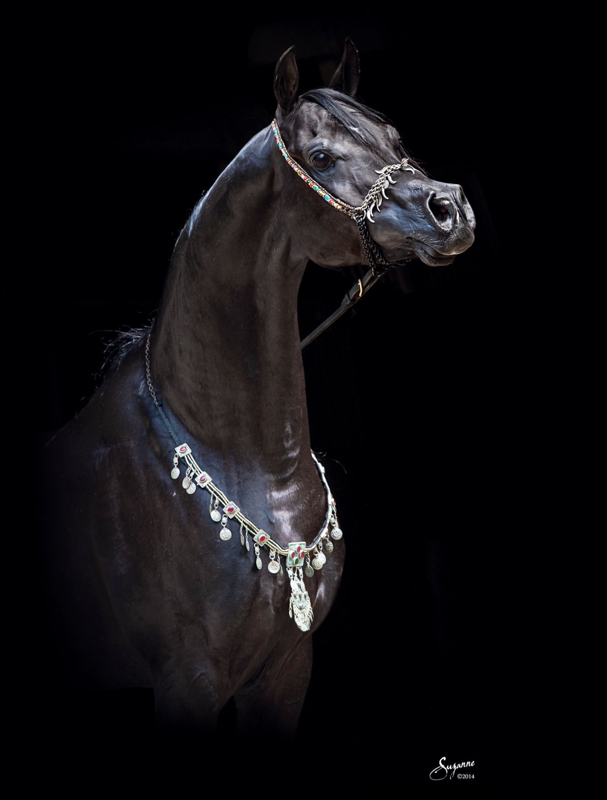 Ахалтекинская лошадь Вороная