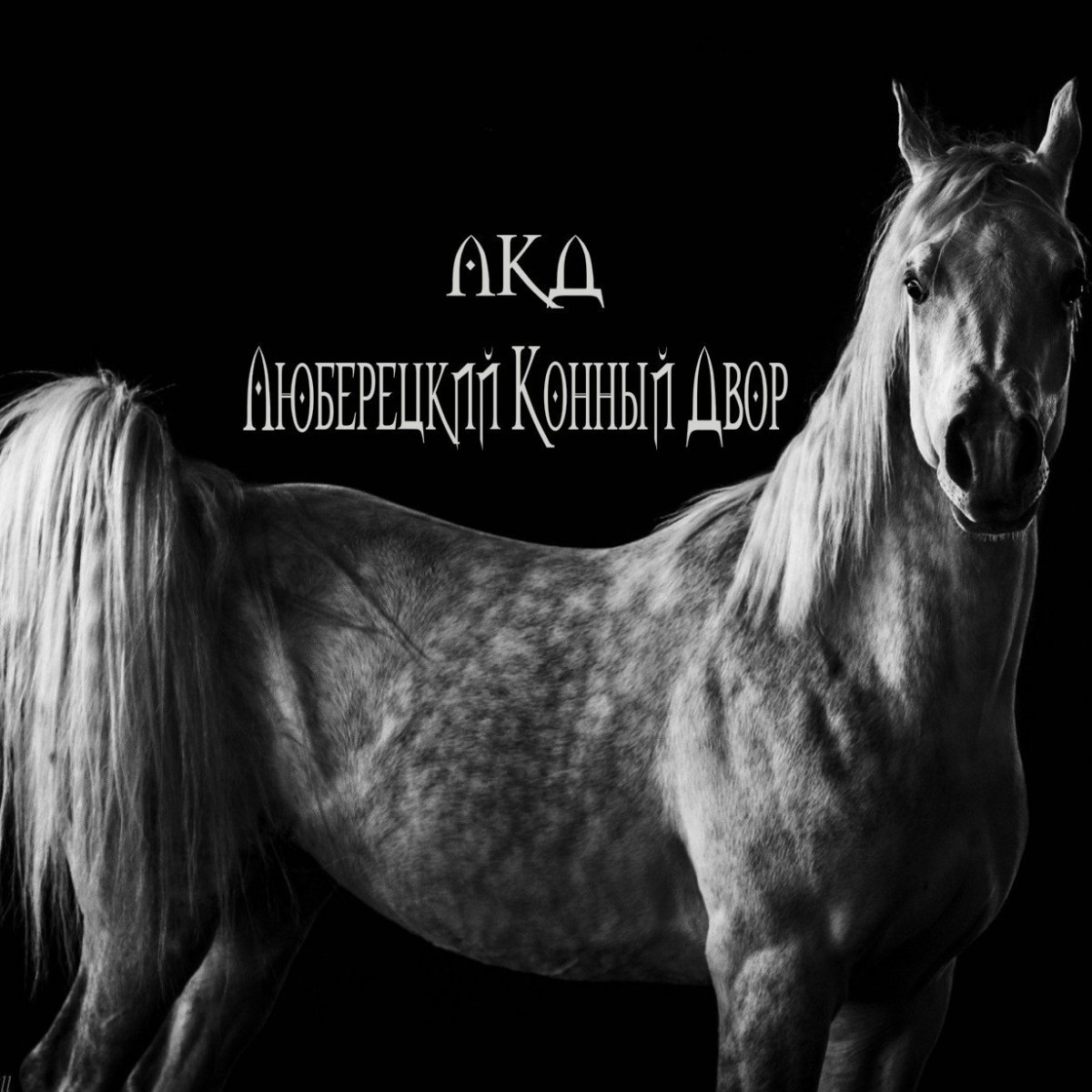 Черный конь на черном фоне