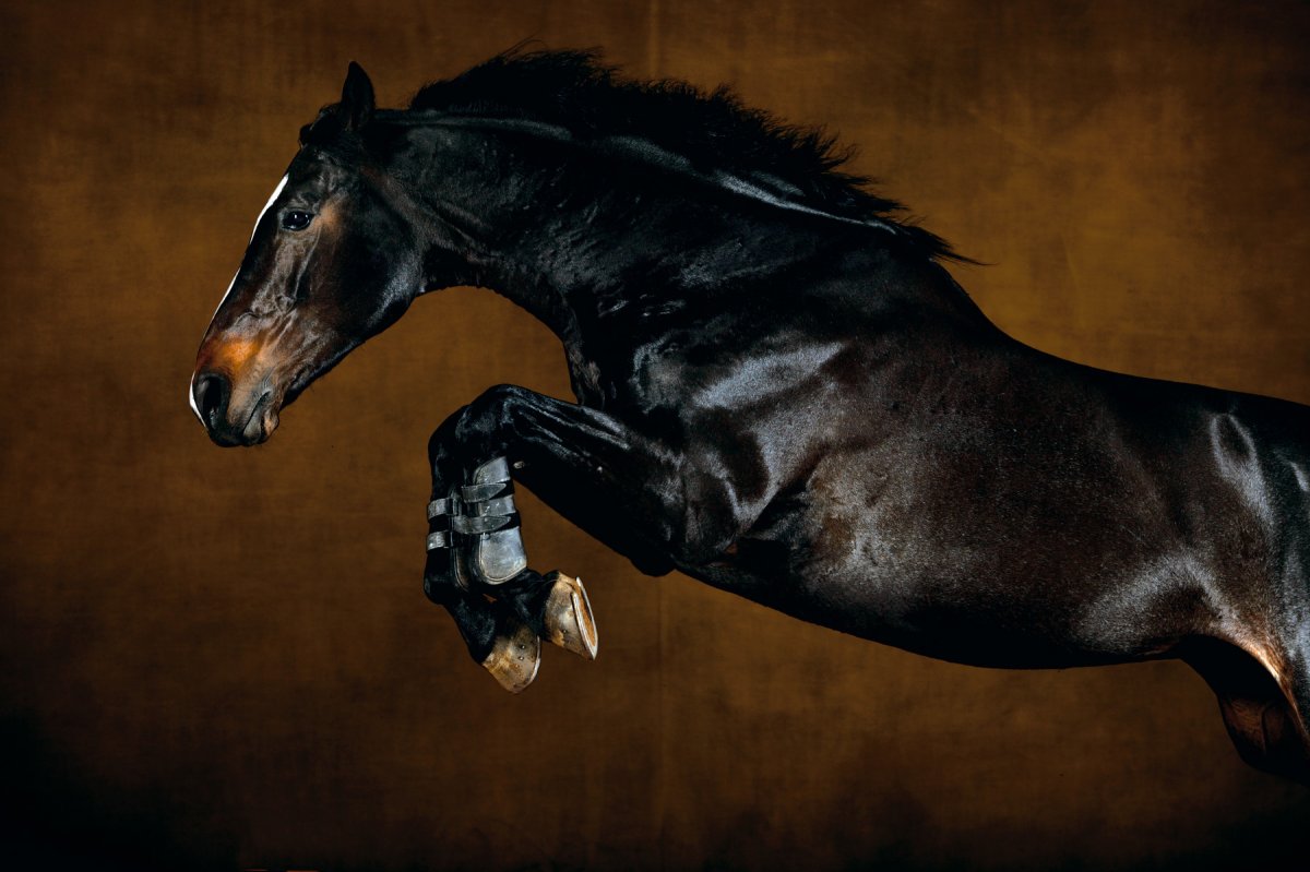 Арабская лошадь на черном фоне