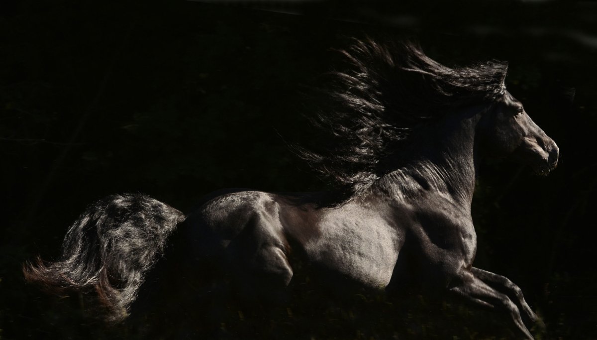 Лошадь на темном фоне