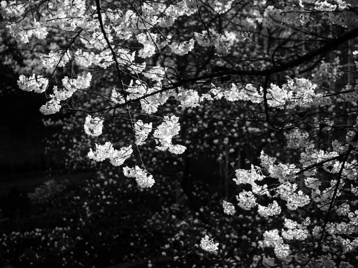 Сакура черно белая