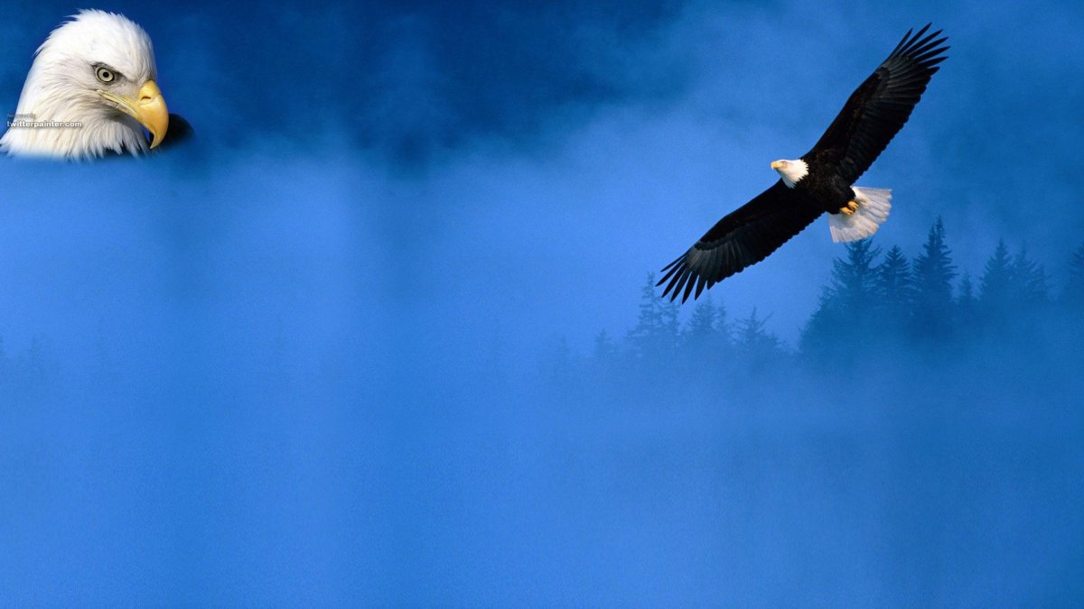 Белоголовый Орлан в полете